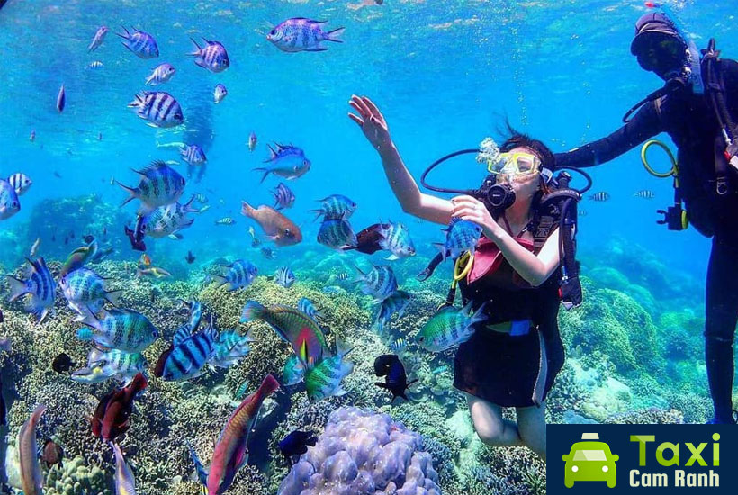 Chọn tour đảo Nha Trang để ngắm san hô